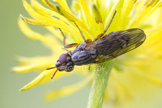 Close-up de mosca-asa-imagem na flor amarela planta selvagem . — Fotografia de Stock