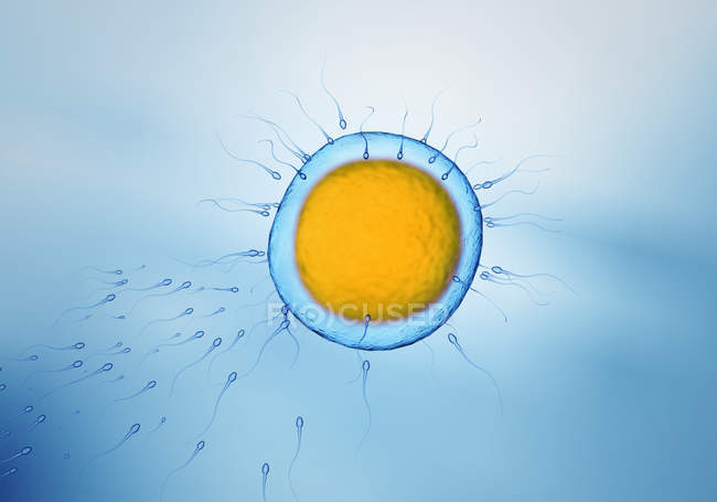 Сперматозоиды плавают к яйцеклетке, цветные цифровые иллюстрации . — стоковое фото