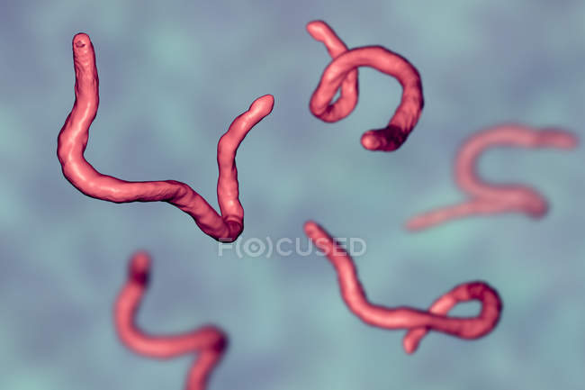 Ilustração digital de ancilostomídeos parasitas Ancylostoma duodenale . — Fotografia de Stock