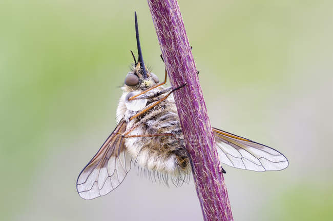 Крупним планом бджолину муху висять на стеблі дикої квітки . — стокове фото