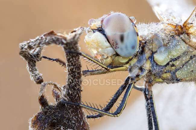 Nahaufnahme einer Libelle, die auf getrockneten Pflanzen im Freien hockt. — Stockfoto