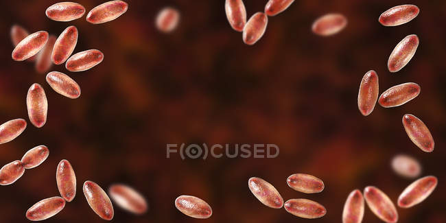 Bacterias gramnegativas de la peste Yersinia pestis con tinción bipolar, ilustración digital
. - foto de stock