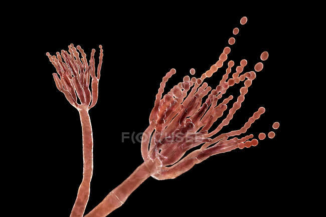 Ilustração digital do fungo Penicillium roqueforti usado na fabricação de queijos . — Fotografia de Stock