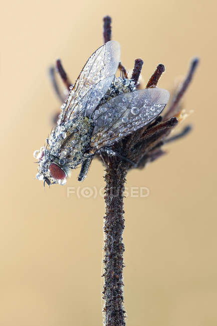 Close-up of flesh fly covered by dew drops at top of wild plant stem. — Stock Photo