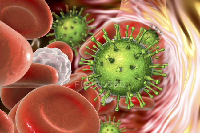 Partículas del citomegalovirus humano en el flujo sanguíneo, ilustración digital
. - foto de stock