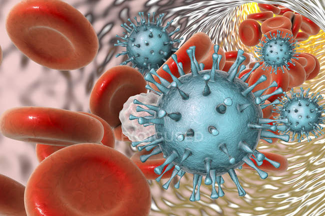 Partículas del citomegalovirus humano en el flujo sanguíneo, ilustración digital
. - foto de stock