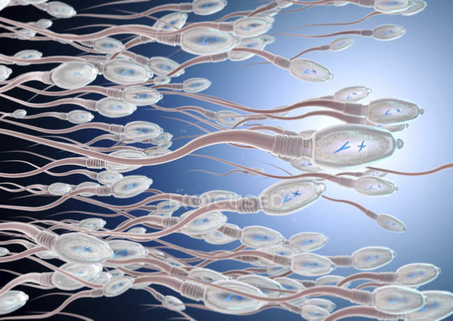 Illustrazione 3d di spermatozoi umani nel processo riproduttivo
. — Foto stock