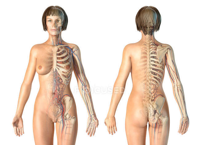 Anatomia feminina sistema cardiovascular com esqueleto sobre fundo branco
. — Fotografia de Stock