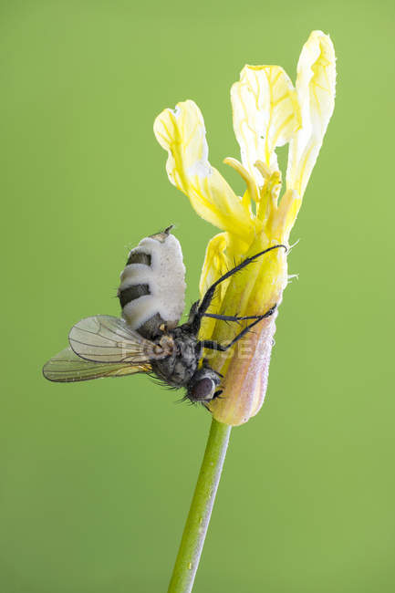 Primer plano de las esporas entomopatogénicas de hongos que se propagan desde el abdomen de la mosca . - foto de stock