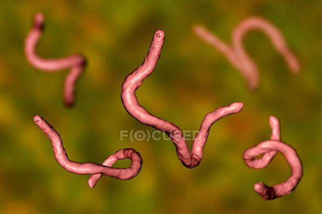 Digital illustration of parasitic Ancylostoma duodenale hookworms. — Stock Photo