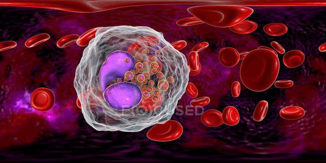 Эозинофильные лейкоциты в кровеносных сосудах, цифровая иллюстрация, показывающая лопающиеся ядра
. — стоковое фото