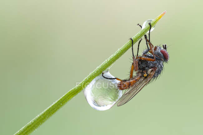 Pegomya bicolor mosca atrapada por gota de rocío congelado en la punta de la hoja de hierba . - foto de stock