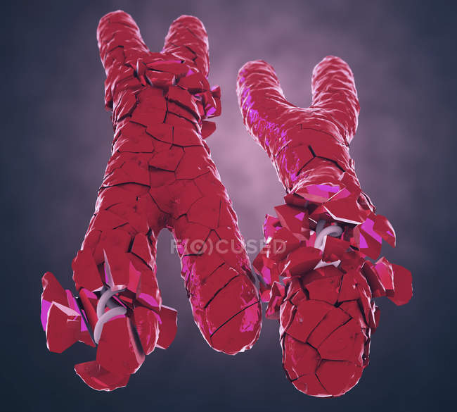 3d illustration of broken or defective red colored x and y chromosomes. — Stock Photo