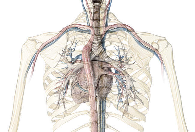 Jaula de costillas humanas que muestra el corazón con vasos y árbol bronquial sobre fondo blanco
. - foto de stock