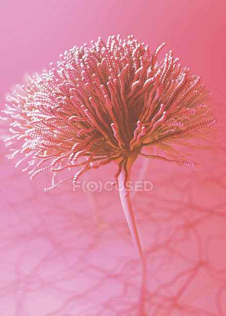 Champignon abstrait, illustration numérique scientifique
. — Photo de stock