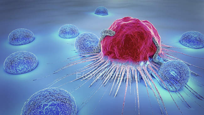 3d ilustración de linfocitos atacando las células cancerosas en el cuerpo humano
. - foto de stock