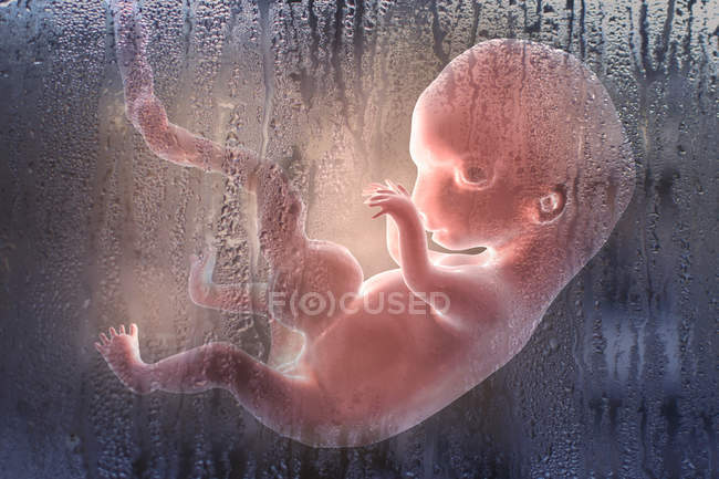 Aborto del feto humano, ilustración digital conceptual . - foto de stock