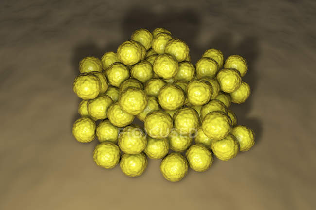 Колония бактерий Micrococcus luteus на поверхности питательной среды, цифровая иллюстрация . — стоковое фото