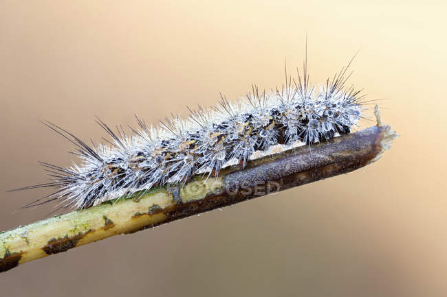Close-up de lagarta coberta por gotas de orvalho de manhã cedo na ponta do ramo . — Fotografia de Stock