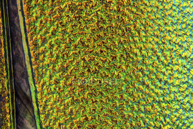 Spanish fly colourful elytron surface texture. — Stock Photo