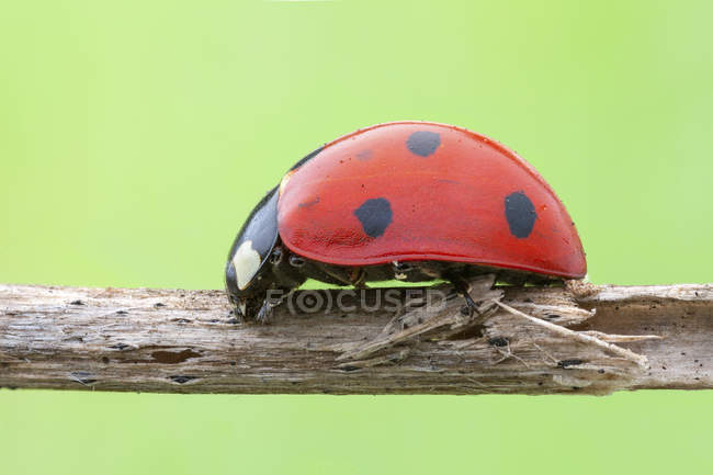 Seven spot ladybird walking on dried stem. — Stock Photo