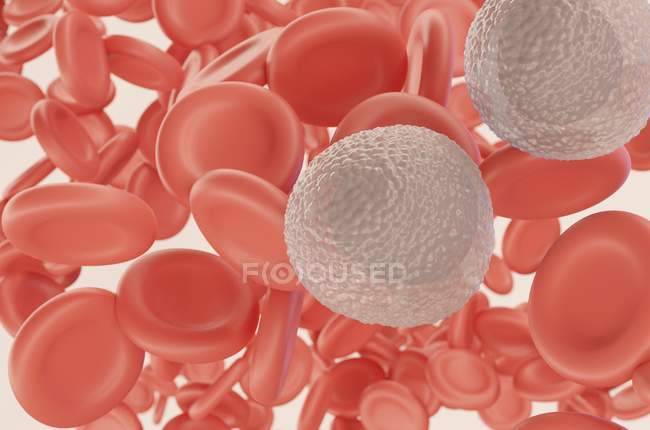 Glóbulos blancos monocitos en el torrente sanguíneo con glóbulos rojos, ilustración digital
. - foto de stock
