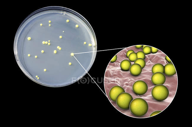 Мікрококові бактерії на поверхні поживного середовища в блюді Петрі. — стокове фото