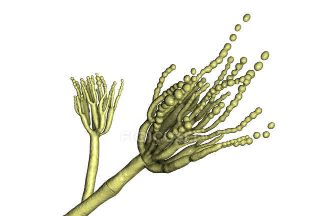 Illustrazione digitale del fungo Penicillium roqueforti utilizzato nella produzione del formaggio . — Foto stock