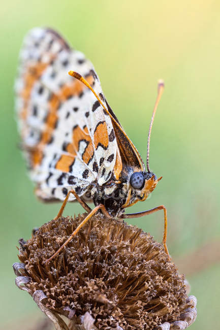 Primer plano de la mariposa melitea sobre la flor silvestre seca . - foto de stock