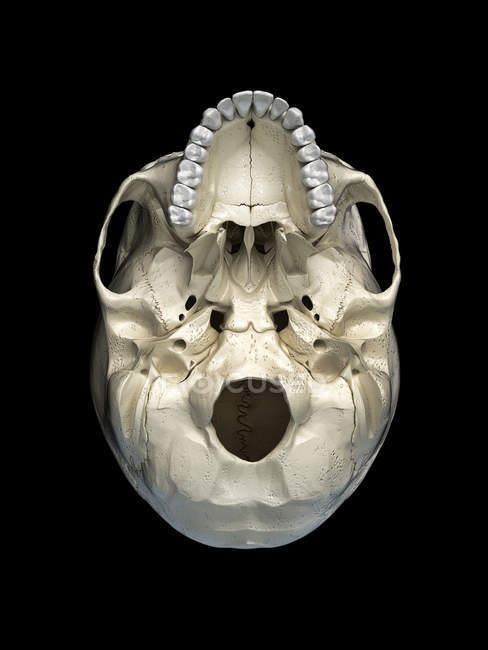 Crânio humano na vista inferior sobre fundo preto . — Fotografia de Stock