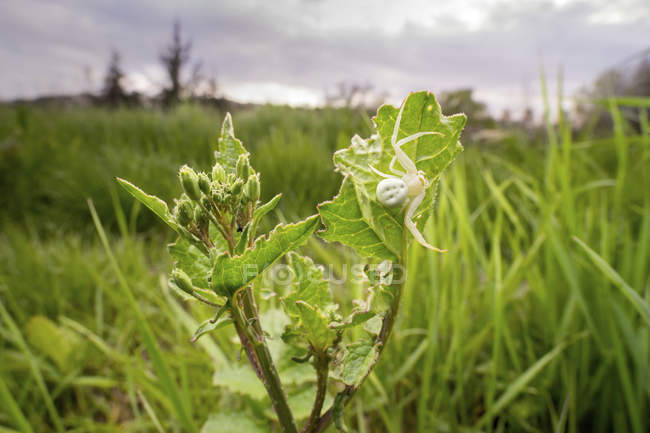 Primo piano di ragno granchio di fiore su foglie di piante selvatiche . — Foto stock