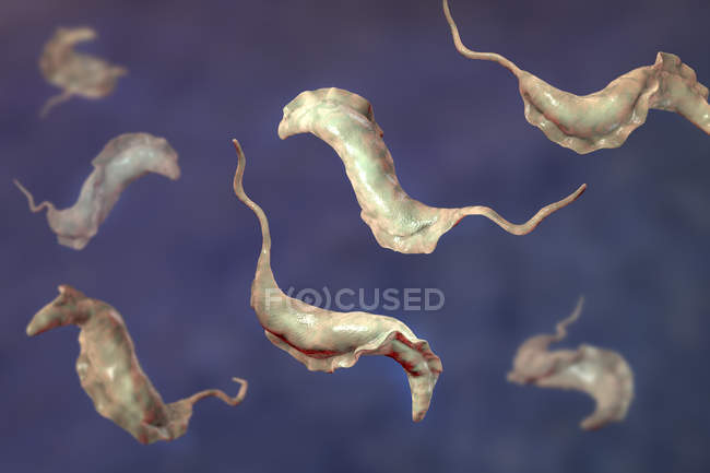 Цифрова ілюстрація паразитів трипаносоми, які викликають хворобу Чагаса . — стокове фото