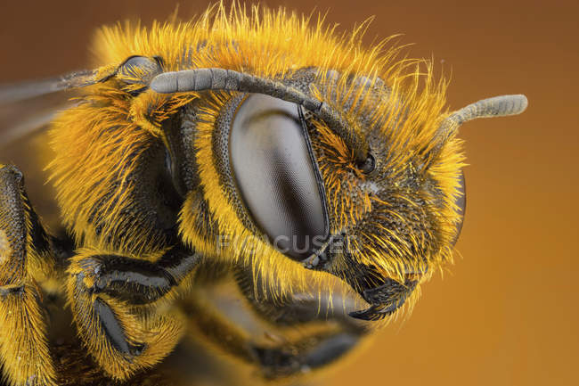 Primo piano dell'ape solco dalle zampe arancioni . — Foto stock