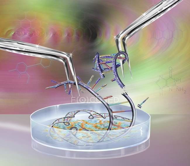 Forceps splitting DNA molecule over petri dish, genetic engineering digital conceptual illustration. — Stock Photo