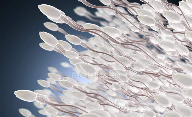 3D ілюстрація клітини сперми людини в репродуктивному процесі. — стокове фото