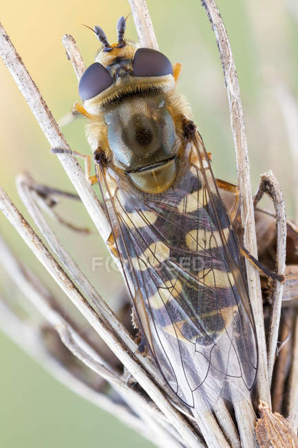 Close-up de hoverfly da vista dorsal na flor silvestre seca
. — Fotografia de Stock