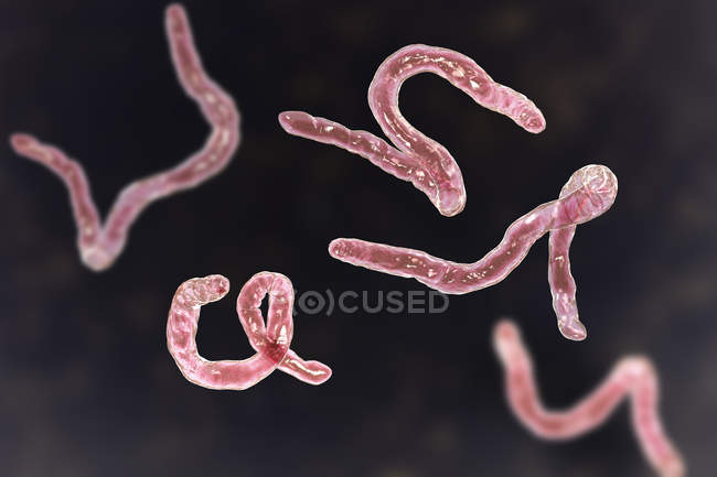 Digital illustration of parasitic Ancylostoma duodenale hookworms. — Stock Photo