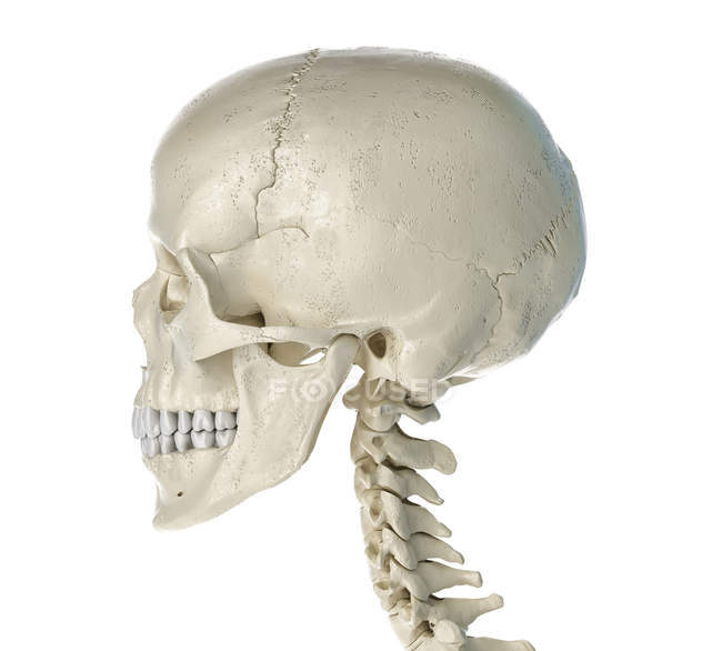 Calavera humana en vista lateral sobre fondo blanco . - foto de stock
