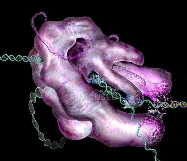 CRISPR-Cas9 complesso di editing genico nel DNA e nelle cellule, illustrazione concettuale
. — Foto stock