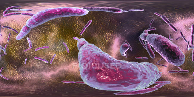 Бактерії-лактобацили, цифрова ілюстрація з панорамою 360 градусів. — стокове фото