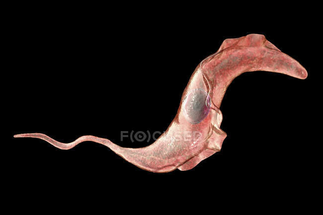 Цифровая иллюстрация трипаносомного паразита, вызывающего болезнь Шагаса
. — стоковое фото