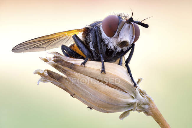 Nahaufnahme bunter weiblicher Tachinidfliege auf Wildpflanze. — Stockfoto