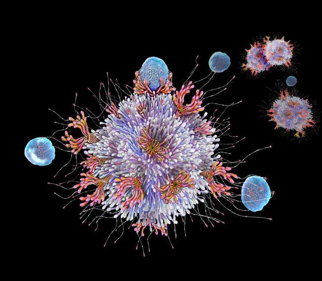 T-Lymphozyten Zellen, die Antigen binden, digitale Illustration. — Stockfoto