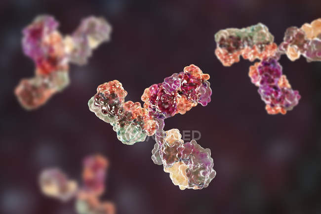 Modelo molecular digital de estructura secundaria de anticuerpos inmunoglobulina G . - foto de stock