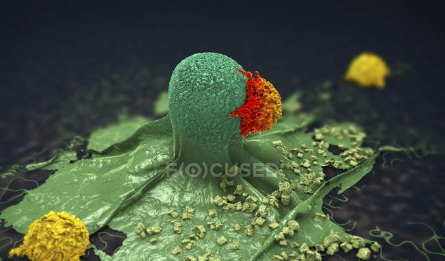 3d ilustración de células cancerosas atacadas y asesinadas por linfocitos
. - foto de stock