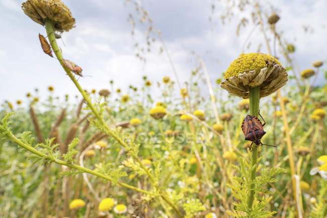 Escudo insetos em hastes de flores silvestres no prado . — Fotografia de Stock