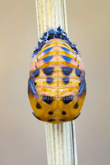 Close-up de larva de joaninha no estágio de pupa no caule
. — Fotografia de Stock