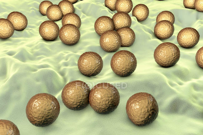 Aerobic gram-positive Micrococcus luteus bacteria, ilustración digital . - foto de stock