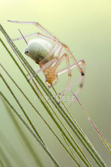 Aranha Sheetweb sentado na cabeça de semente de grama . — Fotografia de Stock