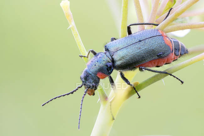 Primer plano del escarabajo de malaquita sentado en una planta silvestre . - foto de stock